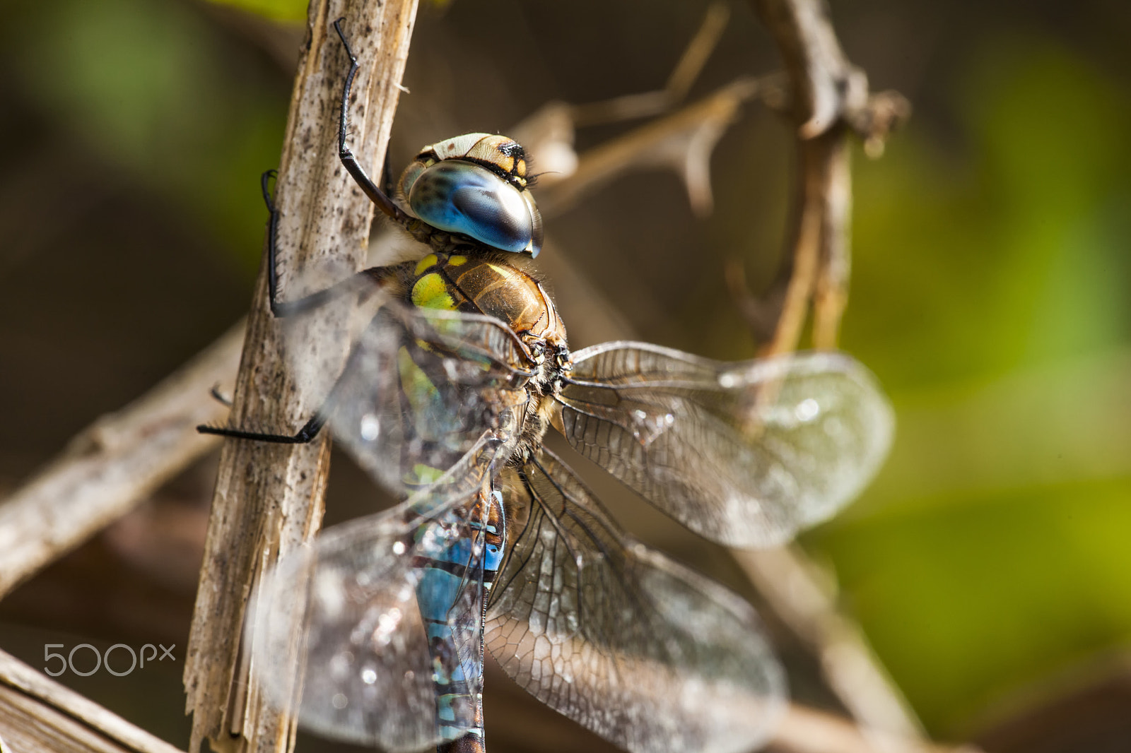Sigma APO Macro 150mm f/2.8 EX DG HSM sample photo. Aeshna affinis photography