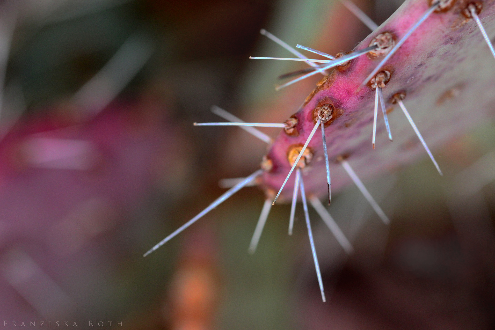 Sigma 105mm F2.8 EX DG OS HSM sample photo. Dry photography