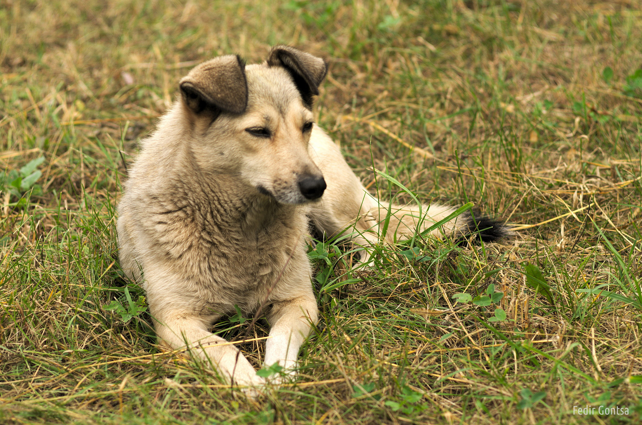 Nikon D7000 sample photo. Lonely city park dog photography