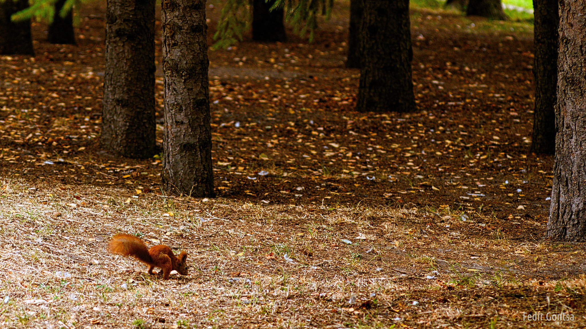 Manual Lens No CPU sample photo. Squirrel photography