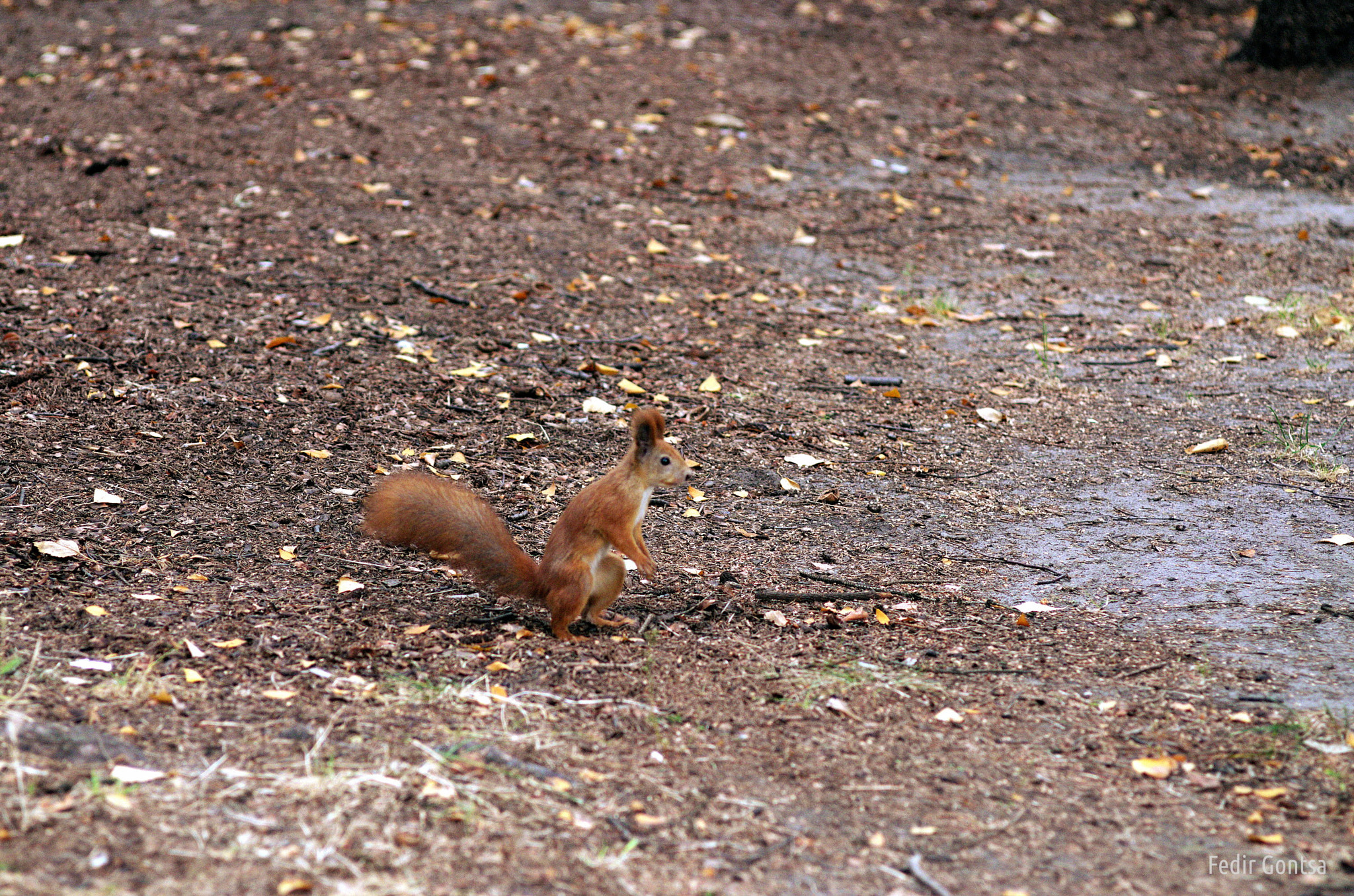 Nikon D7000 sample photo. Squirrel in a moment of rest photography