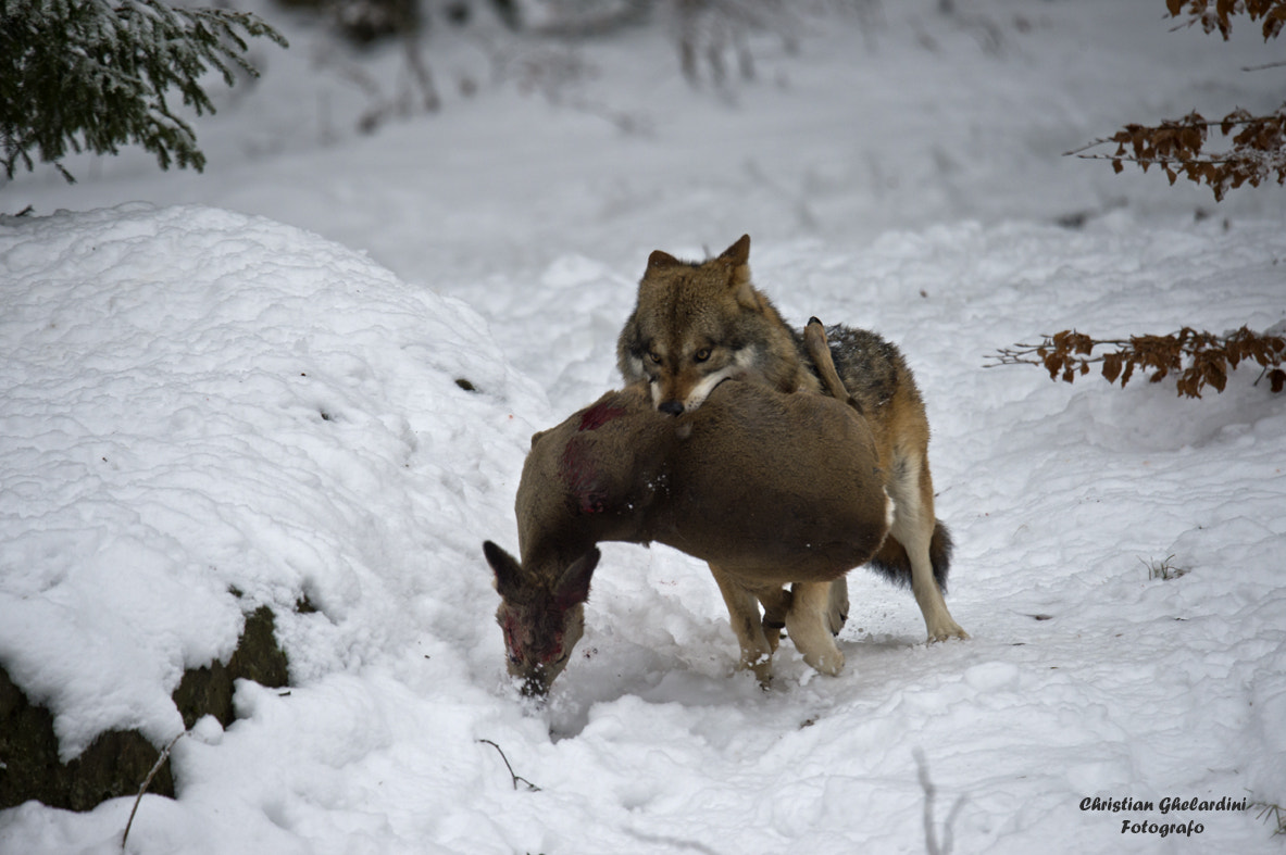 Nikon D4 sample photo. Hunting photography