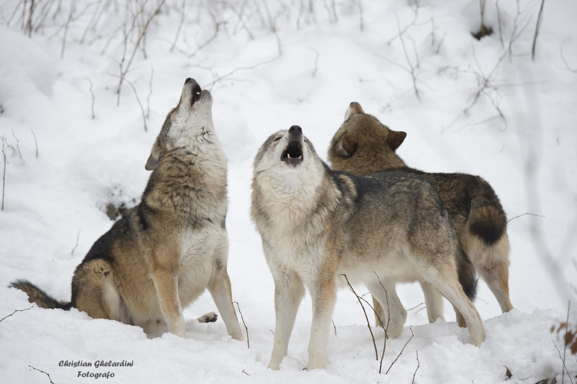 Nikon D4 sample photo. Howling photography