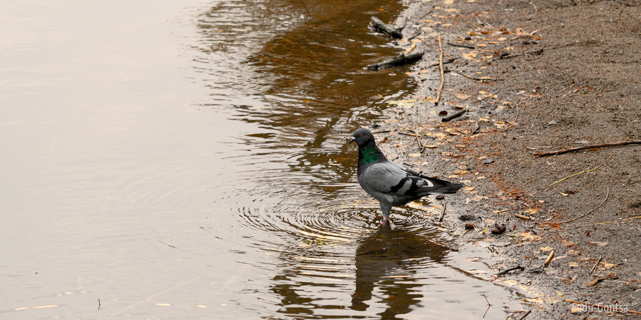 Manual Lens No CPU sample photo. Dove takes a bath photography