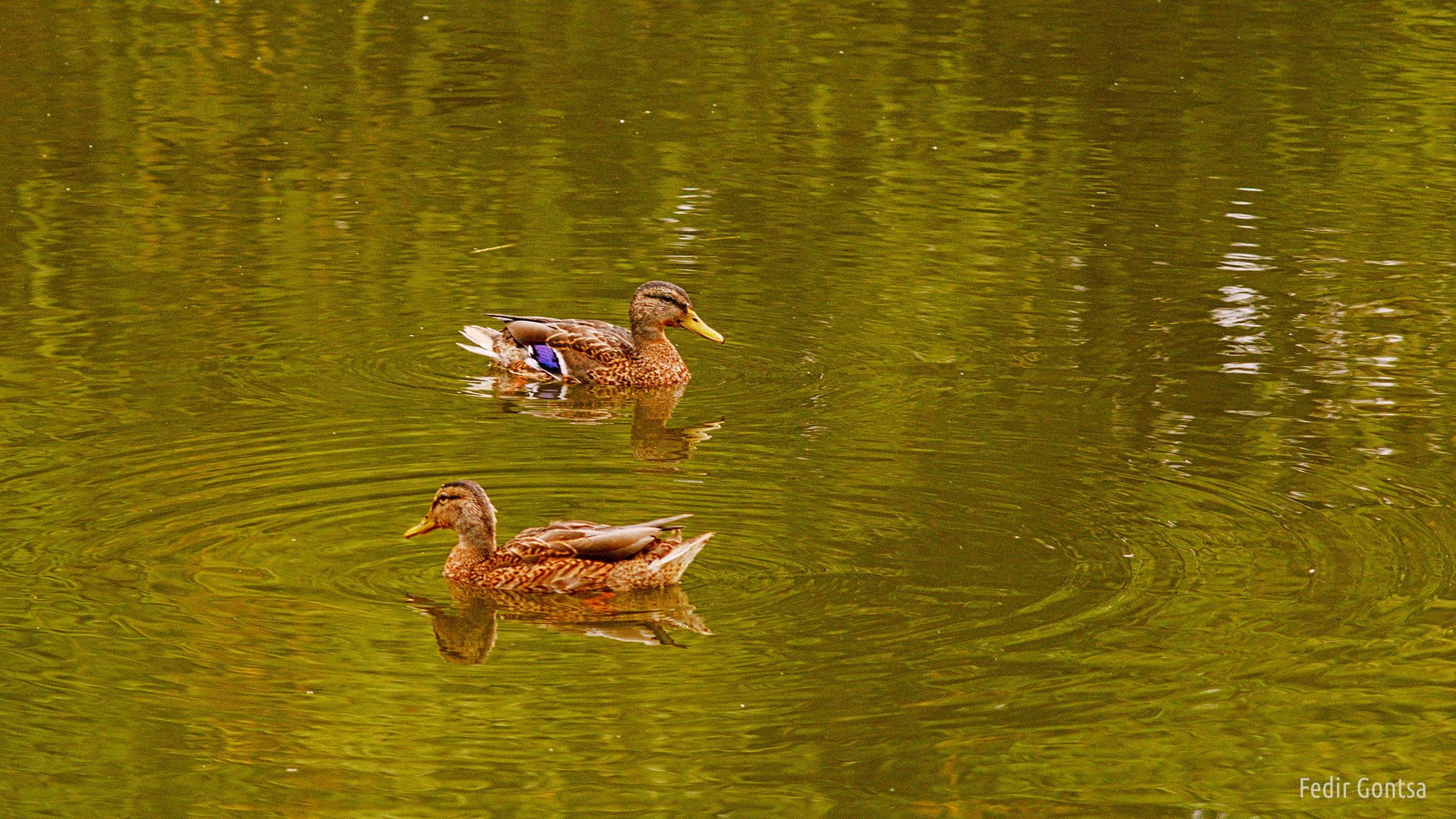 Nikon D7000 sample photo. A pair of ducks photography