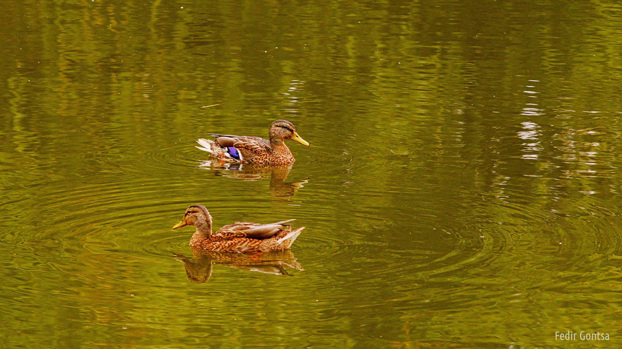 Manual Lens No CPU sample photo. A pair of ducks photography