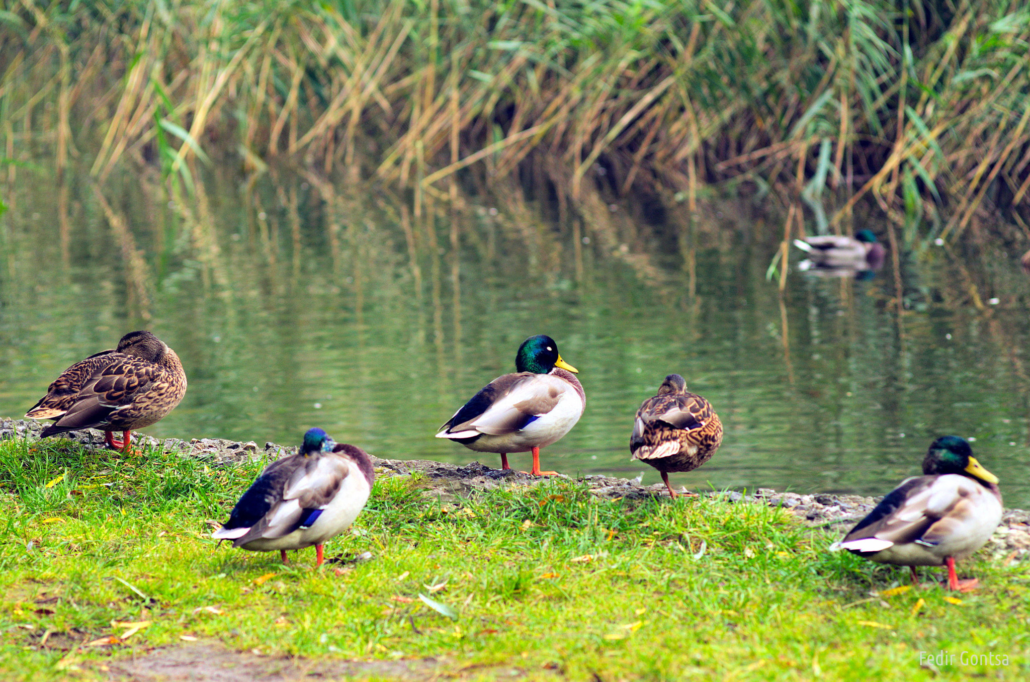 Nikon D7000 sample photo. City park ducks photography