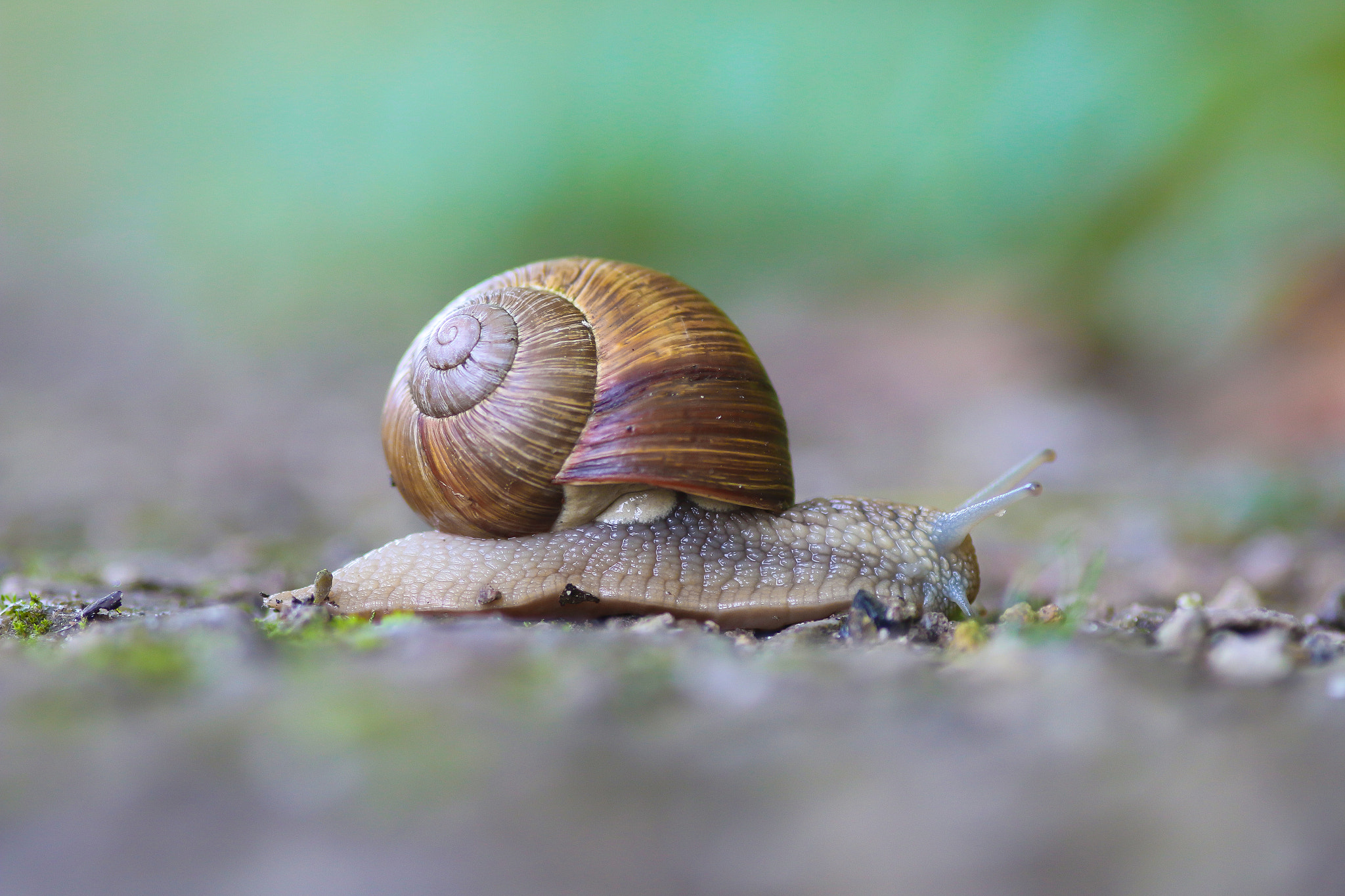 Sigma 105mm F2.8 EX DG Macro sample photo. Img photography