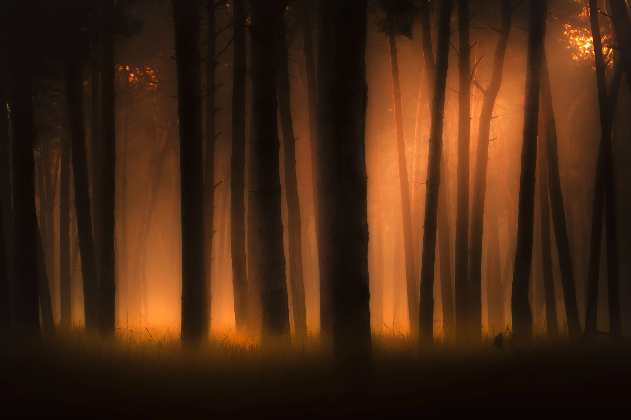 Canon EOS 5D Mark II sample photo. Sunrise in a dark forest photography