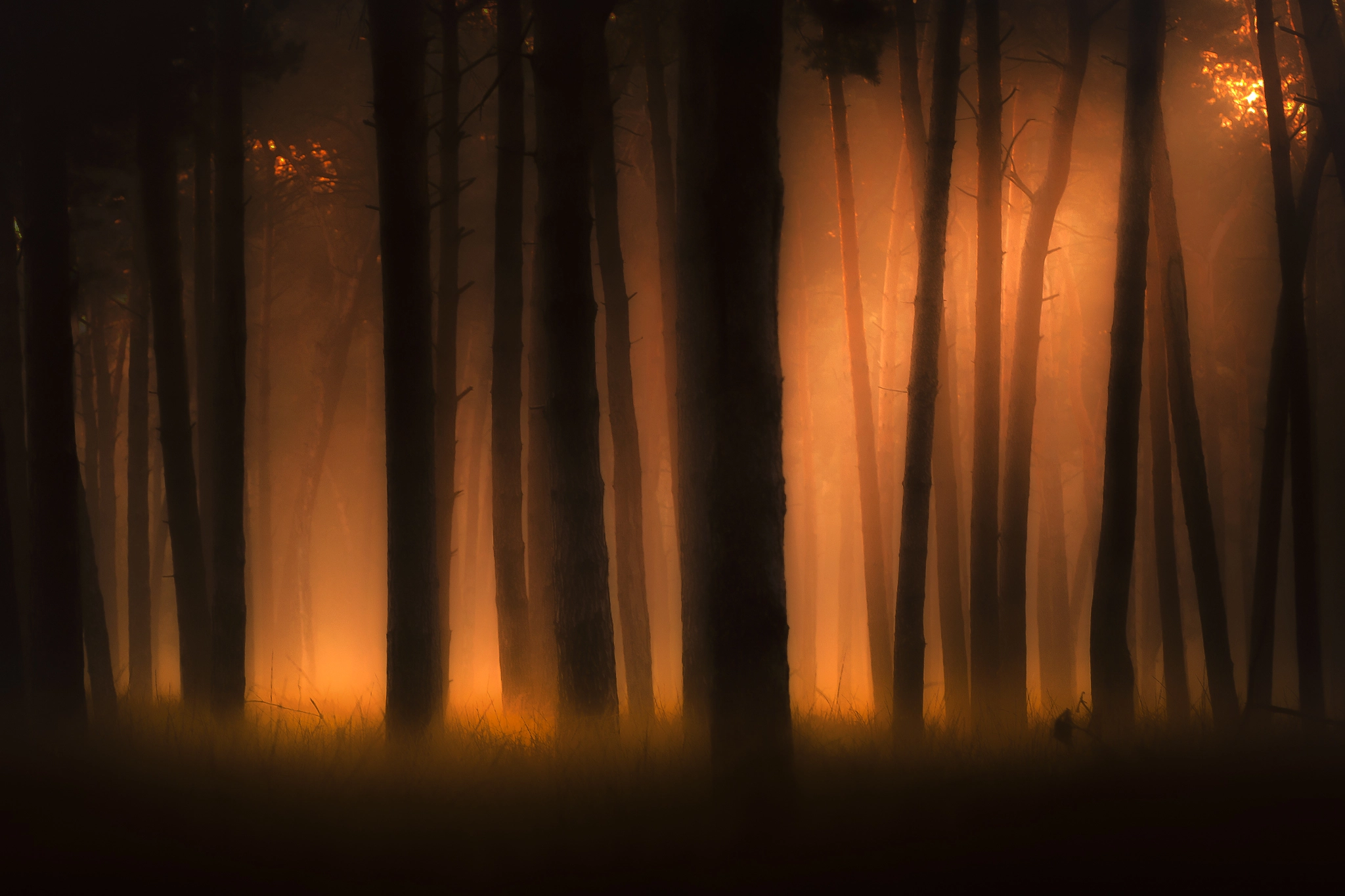Sigma APO Macro 150mm f/2.8 EX DG HSM sample photo. Sunrise in a dark forest photography