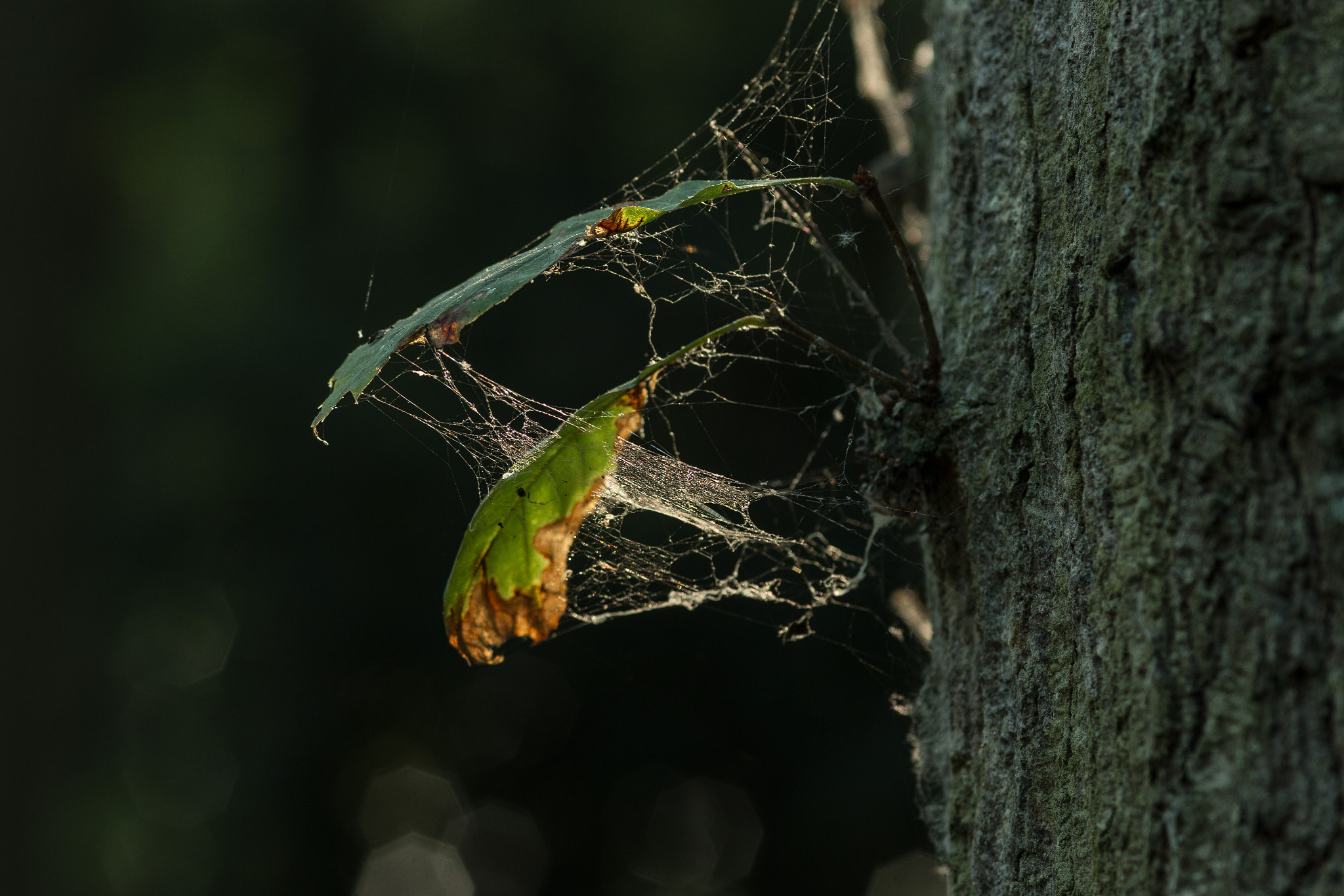 Canon EOS 70D + Sigma 105mm F2.8 EX DG Macro sample photo. Img photography