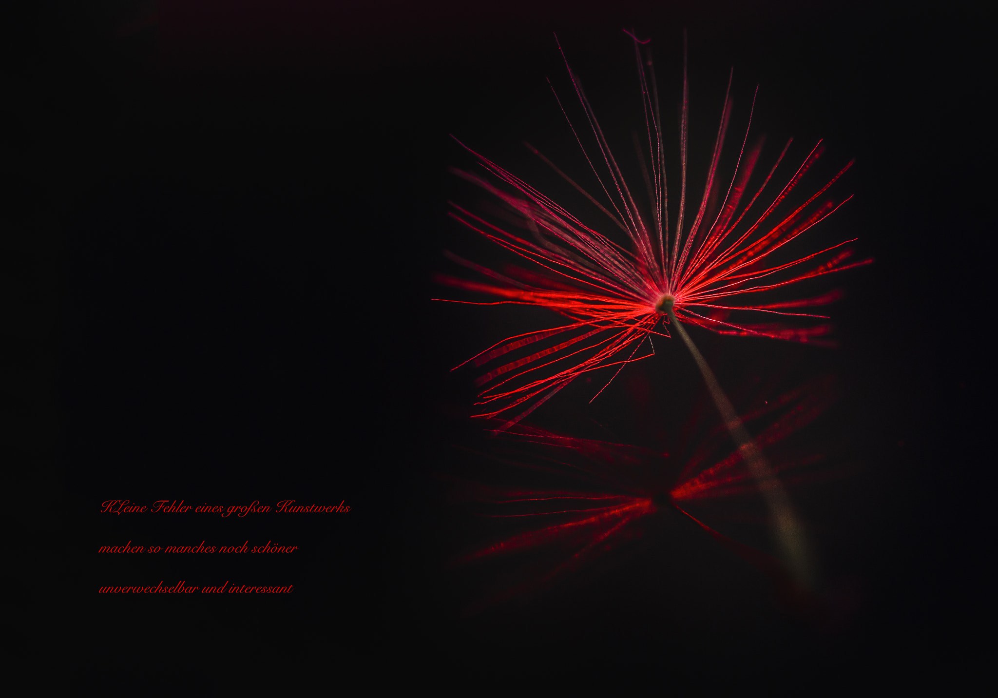 Sigma 105mm F2.8 EX DG Macro sample photo. Pusteblume rot photography