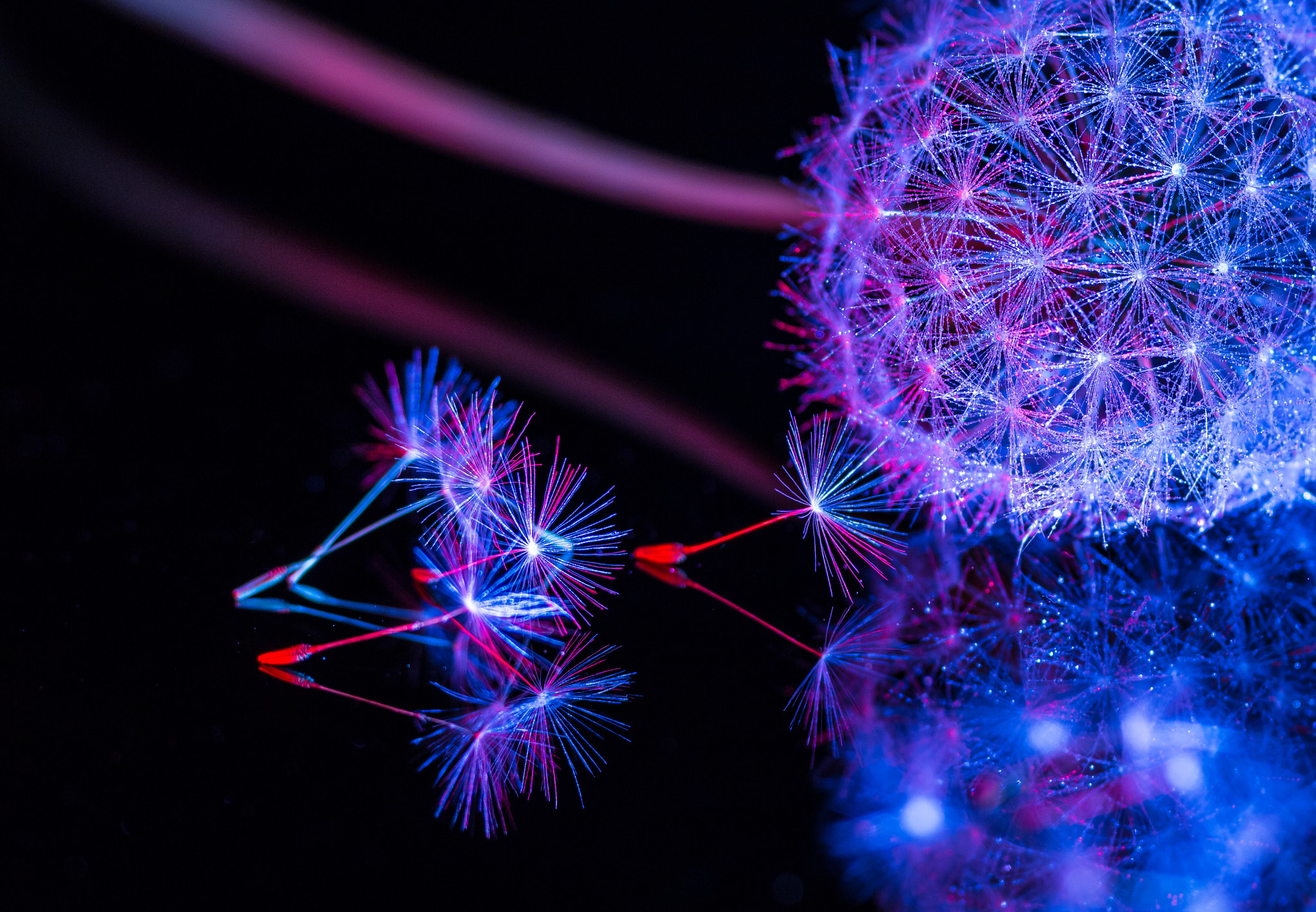 Sigma 105mm F2.8 EX DG Macro sample photo. Pusteblume photography