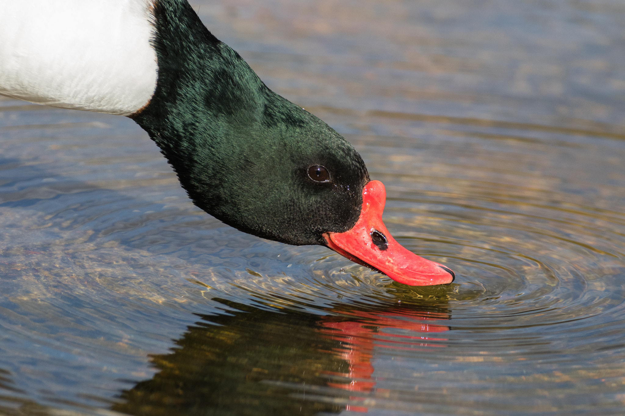 Tamron SP 35mm F1.8 Di VC USD sample photo. Shelduck photography