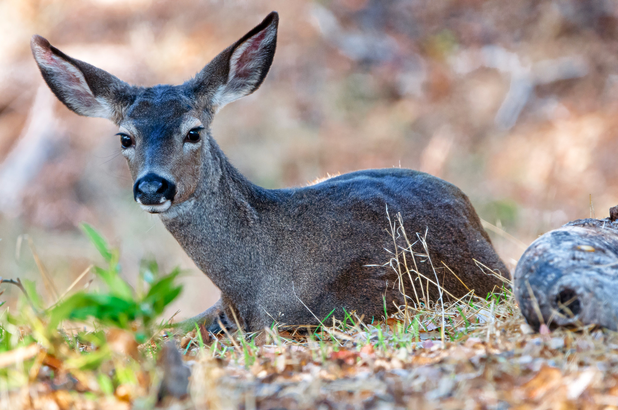 Nikon D300 sample photo. Deer at dawn photography
