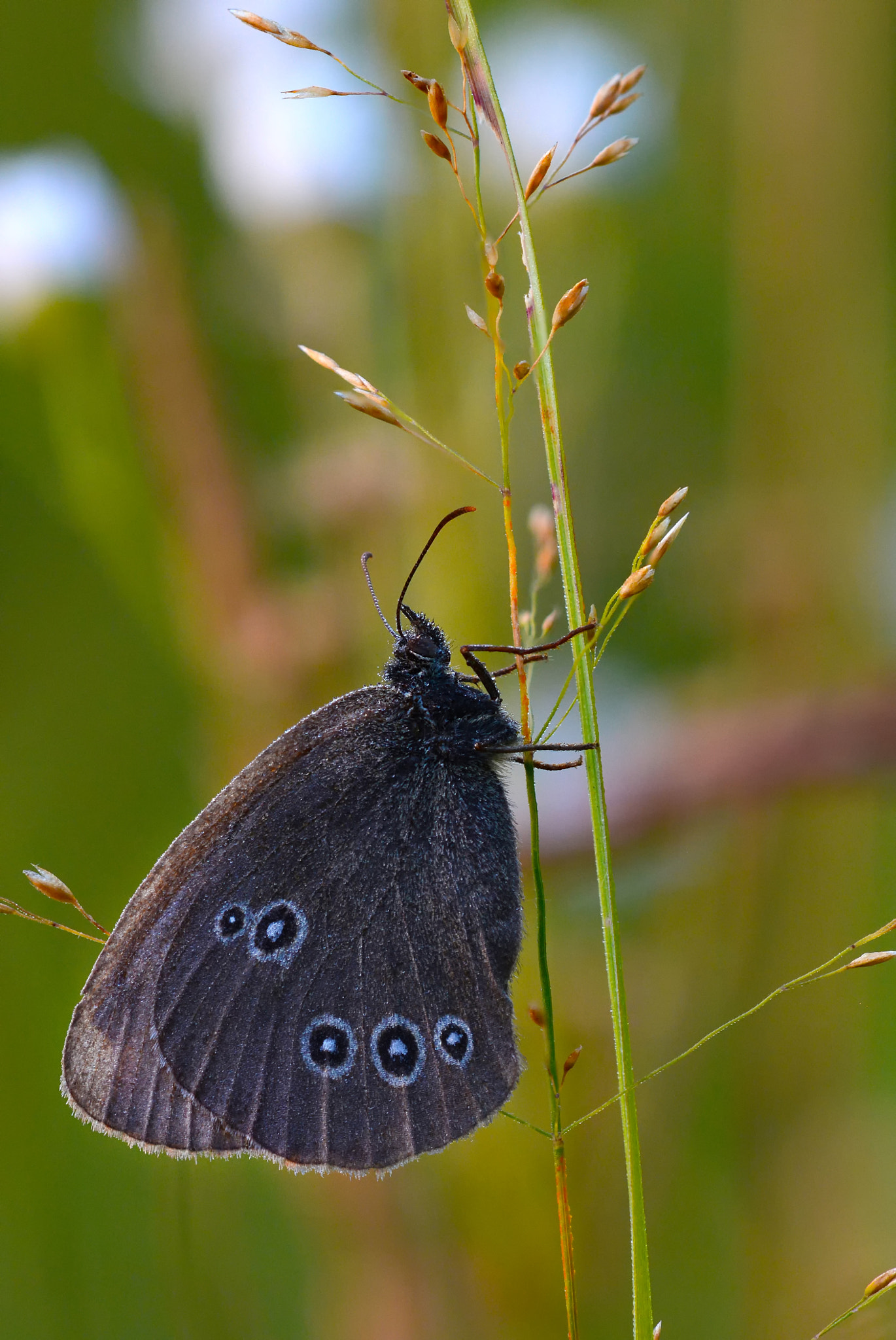 Sigma 150mm F2.8 EX DG Macro HSM sample photo. Ringlet photography