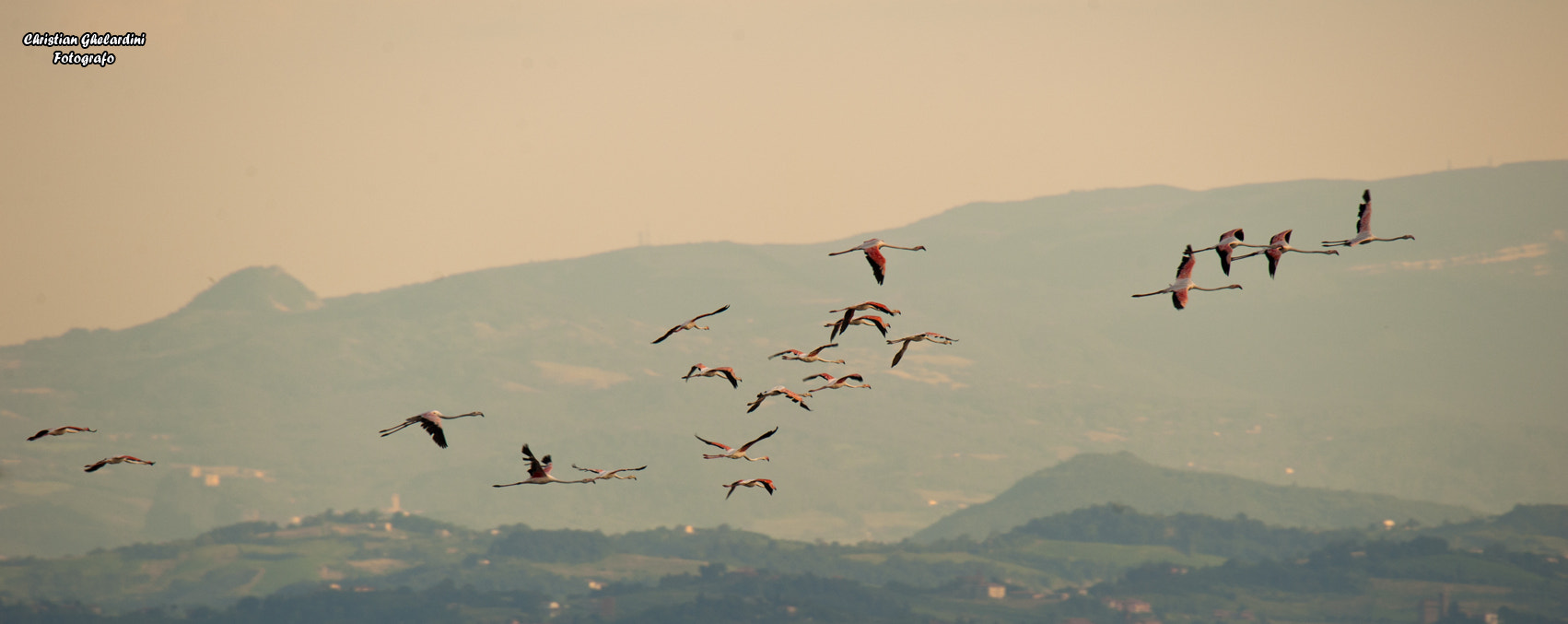 Nikon D700 sample photo. Flamant rose photography