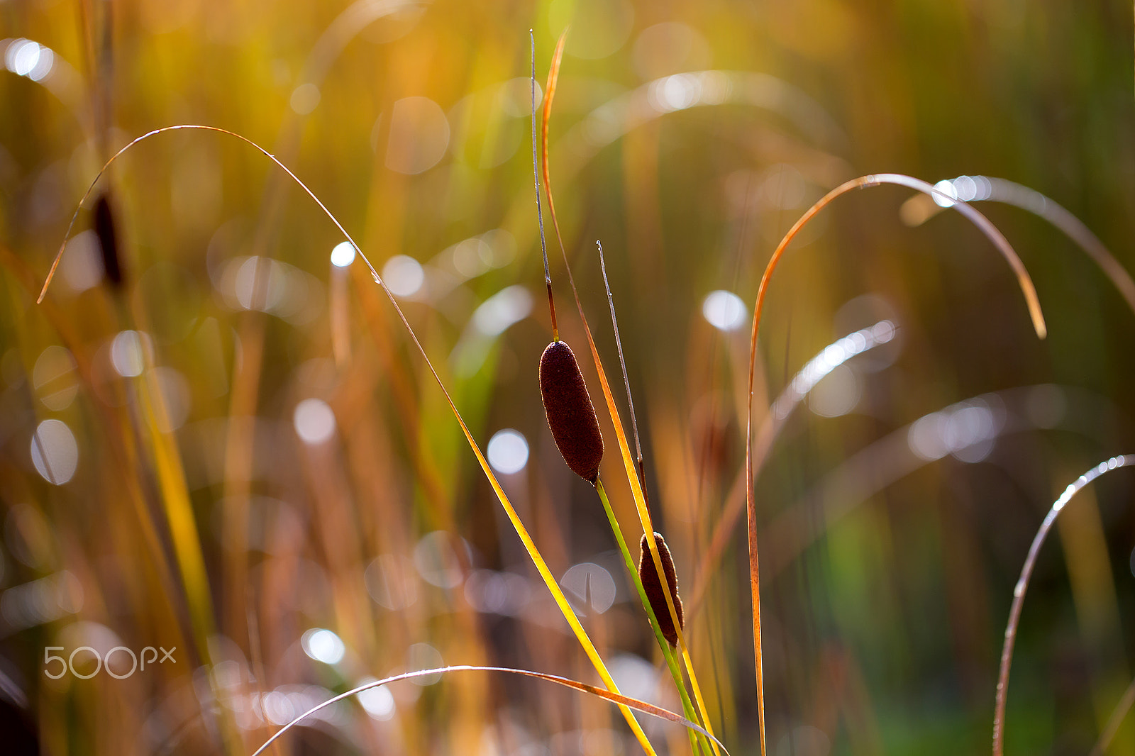 Canon EOS 6D + Canon EF 100mm F2.8L Macro IS USM sample photo. ...v rákosí... photography