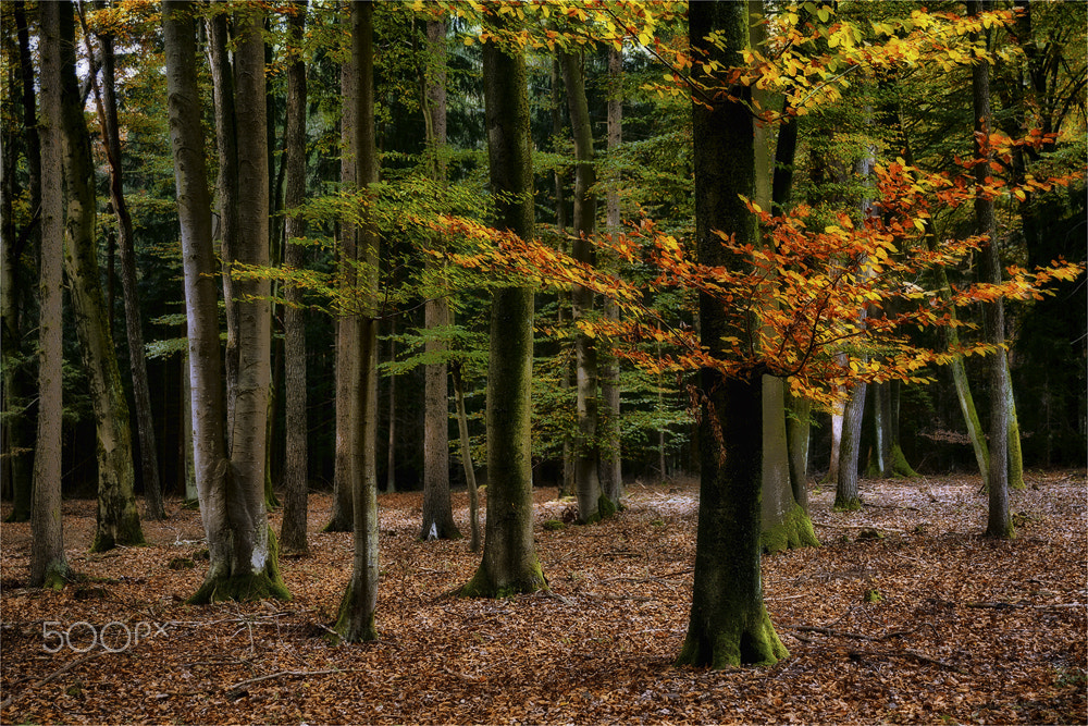 Canon EOS 5D Mark II sample photo. Herbstbeginn photography