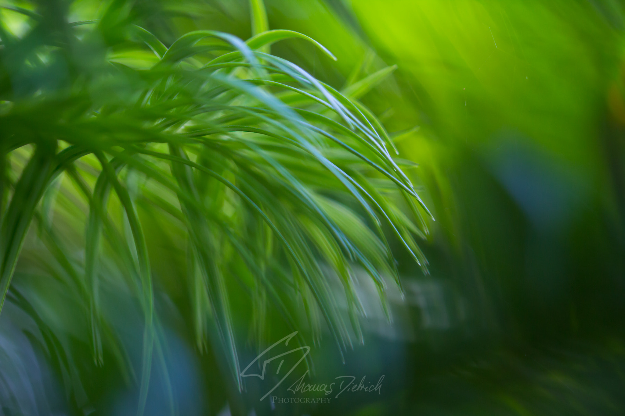 Sigma 105mm F2.8 EX DG OS HSM sample photo. Wind photography