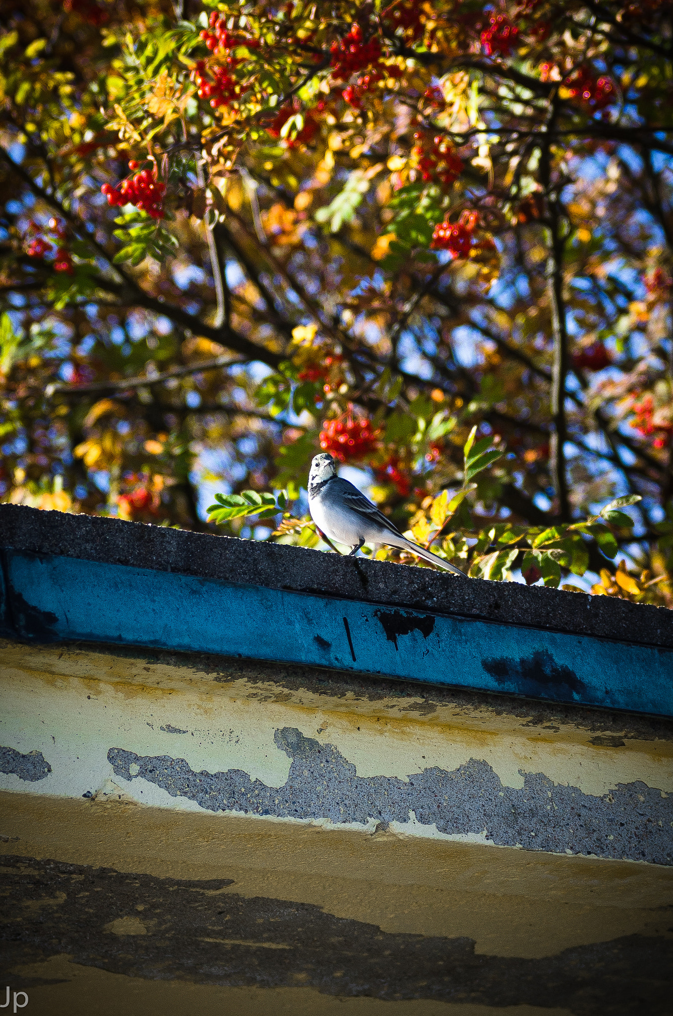 Nikon D7000 + Sigma 18-50mm F2.8 EX DC Macro sample photo. Dsc photography