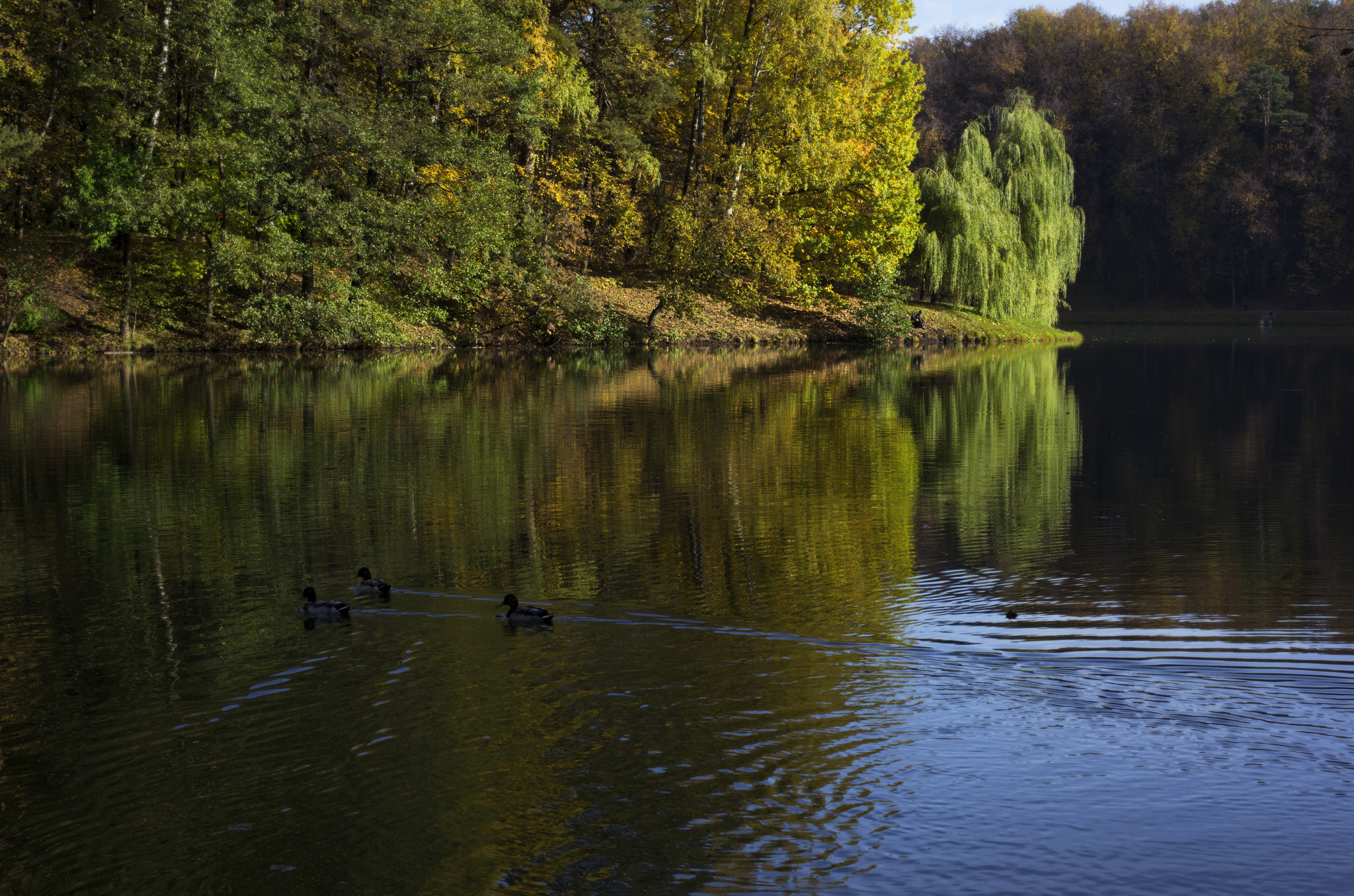 Pentax K-5 sample photo. Morning in the park photography