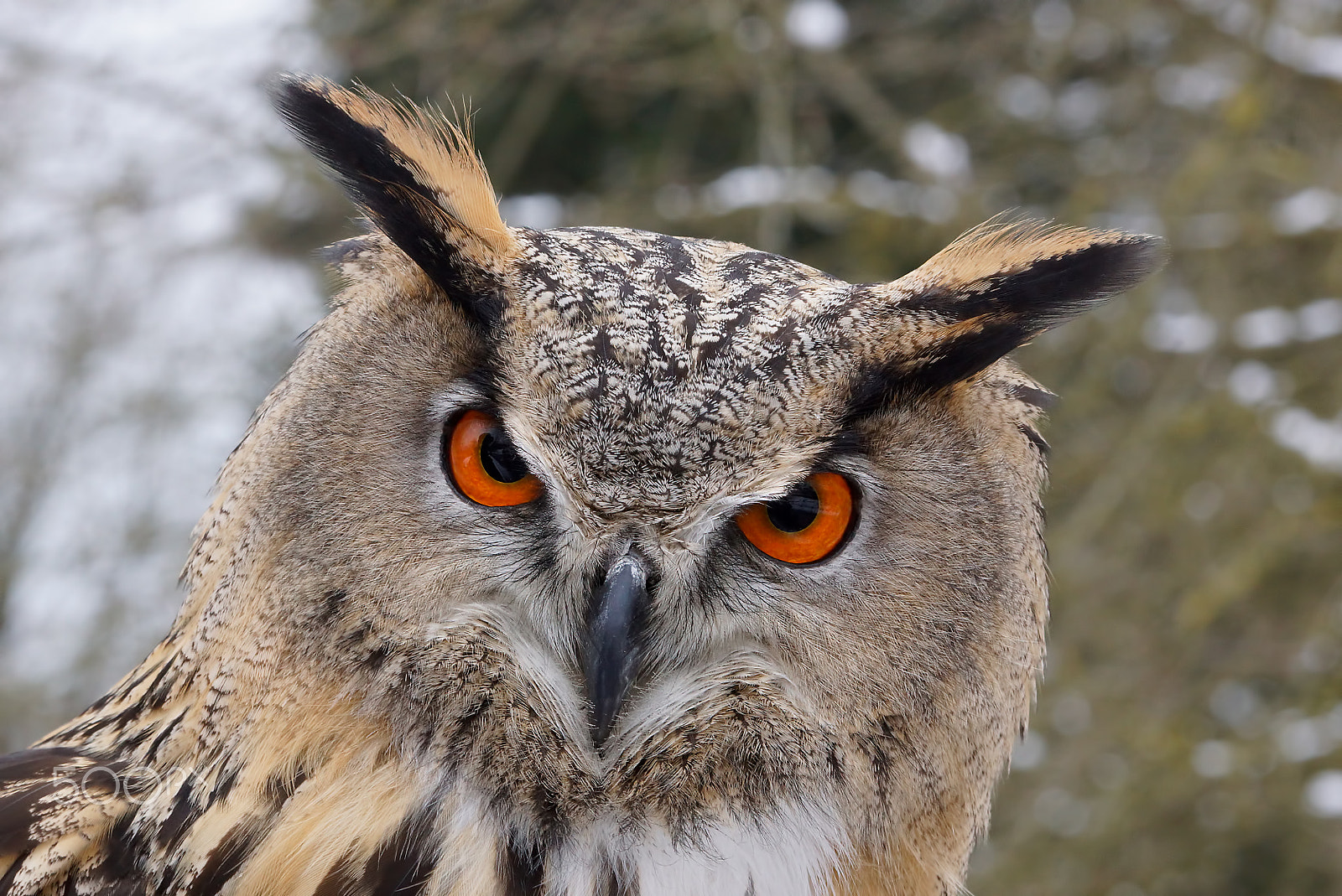 Sony 70-300mm F4.5-5.6 G SSM sample photo. .....you talk to me?.... photography