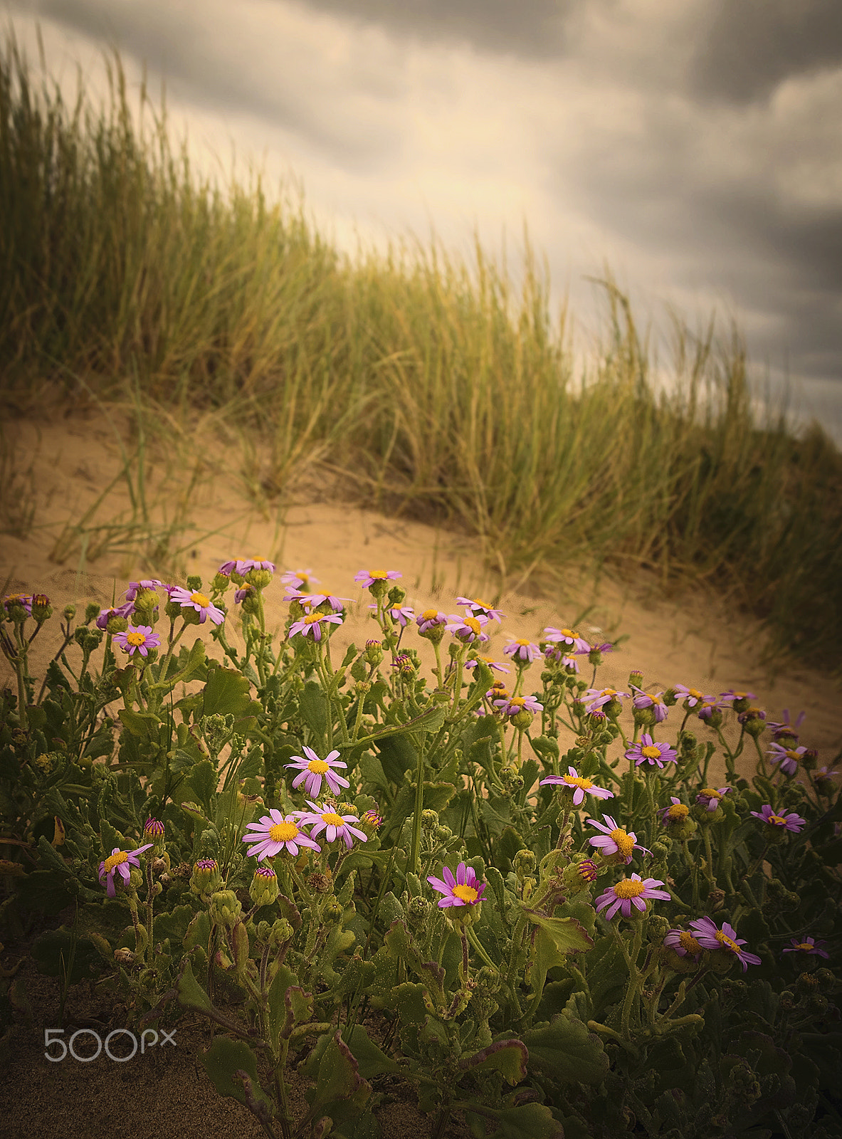Canon EOS 7D Mark II + Sigma 18-250mm F3.5-6.3 DC OS HSM sample photo. Flowers in the sand photography