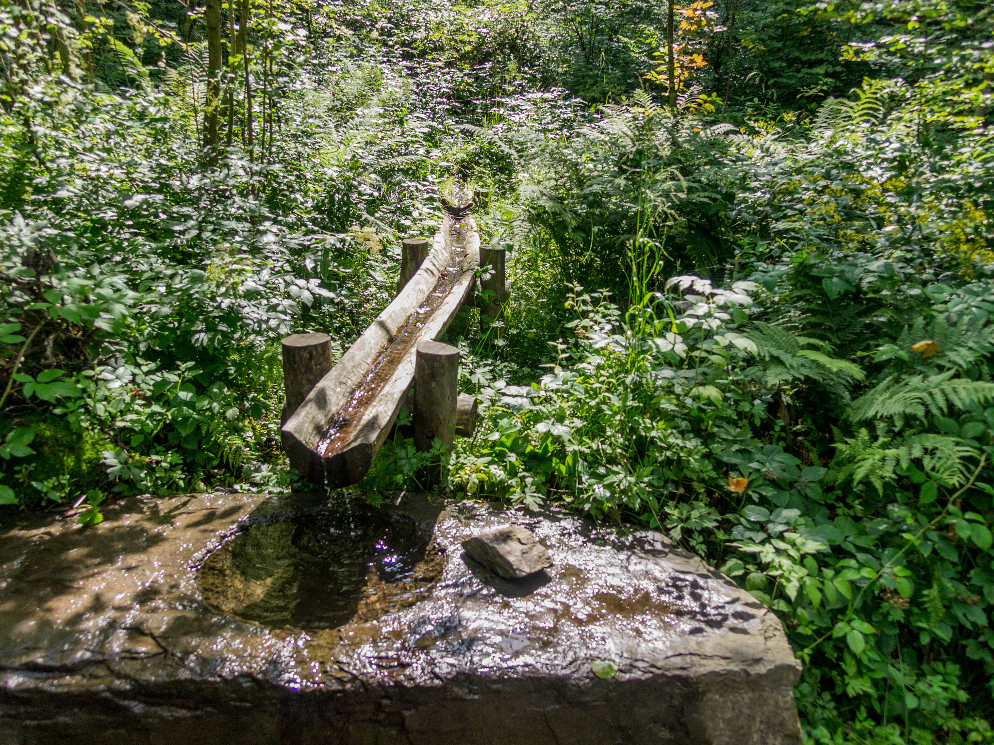 OLYMPUS 14-54mm Lens sample photo. German jungle photography