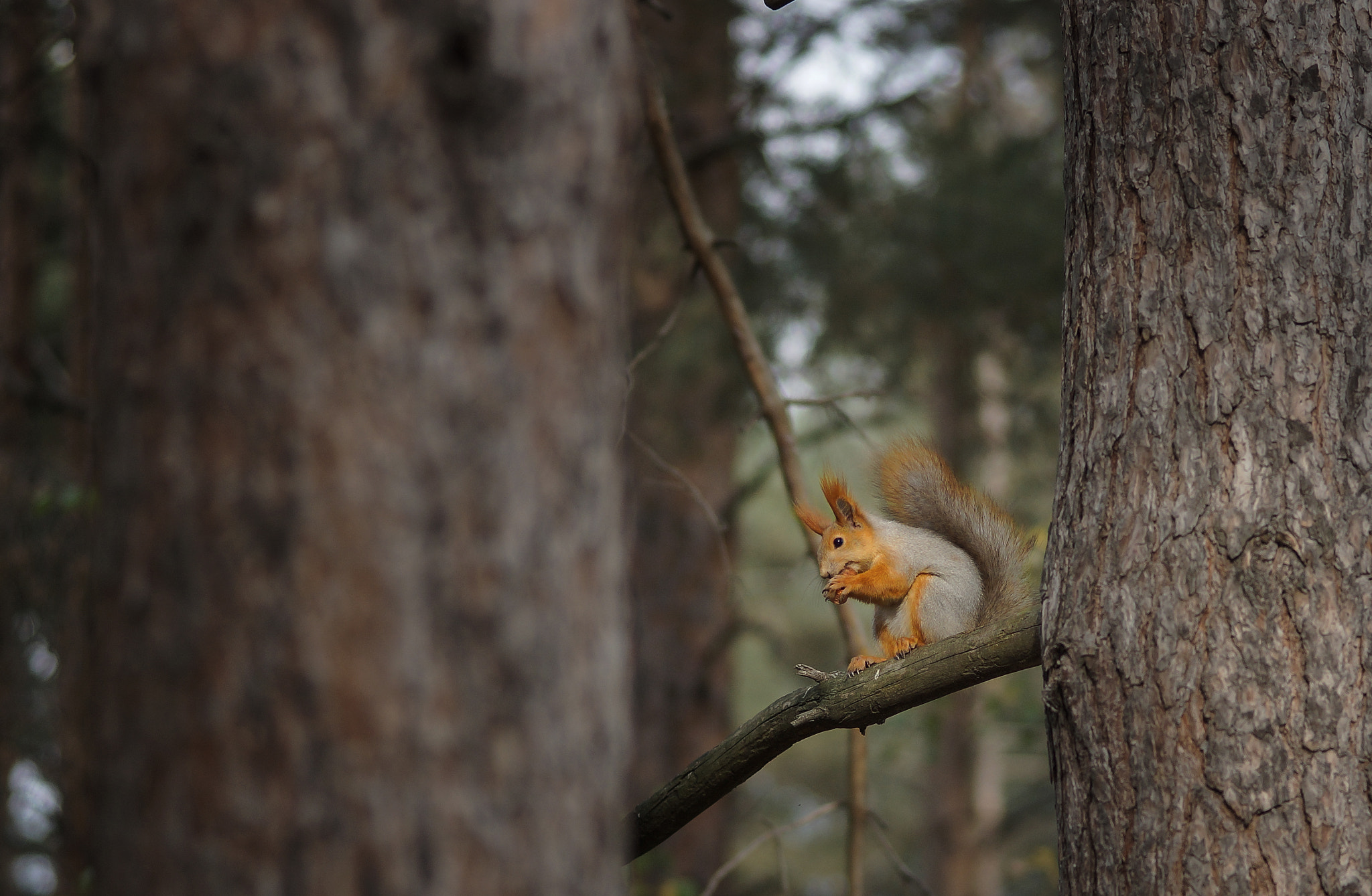 Sony SLT-A77 + Sony 85mm F2.8 SAM sample photo. Squirrel photography