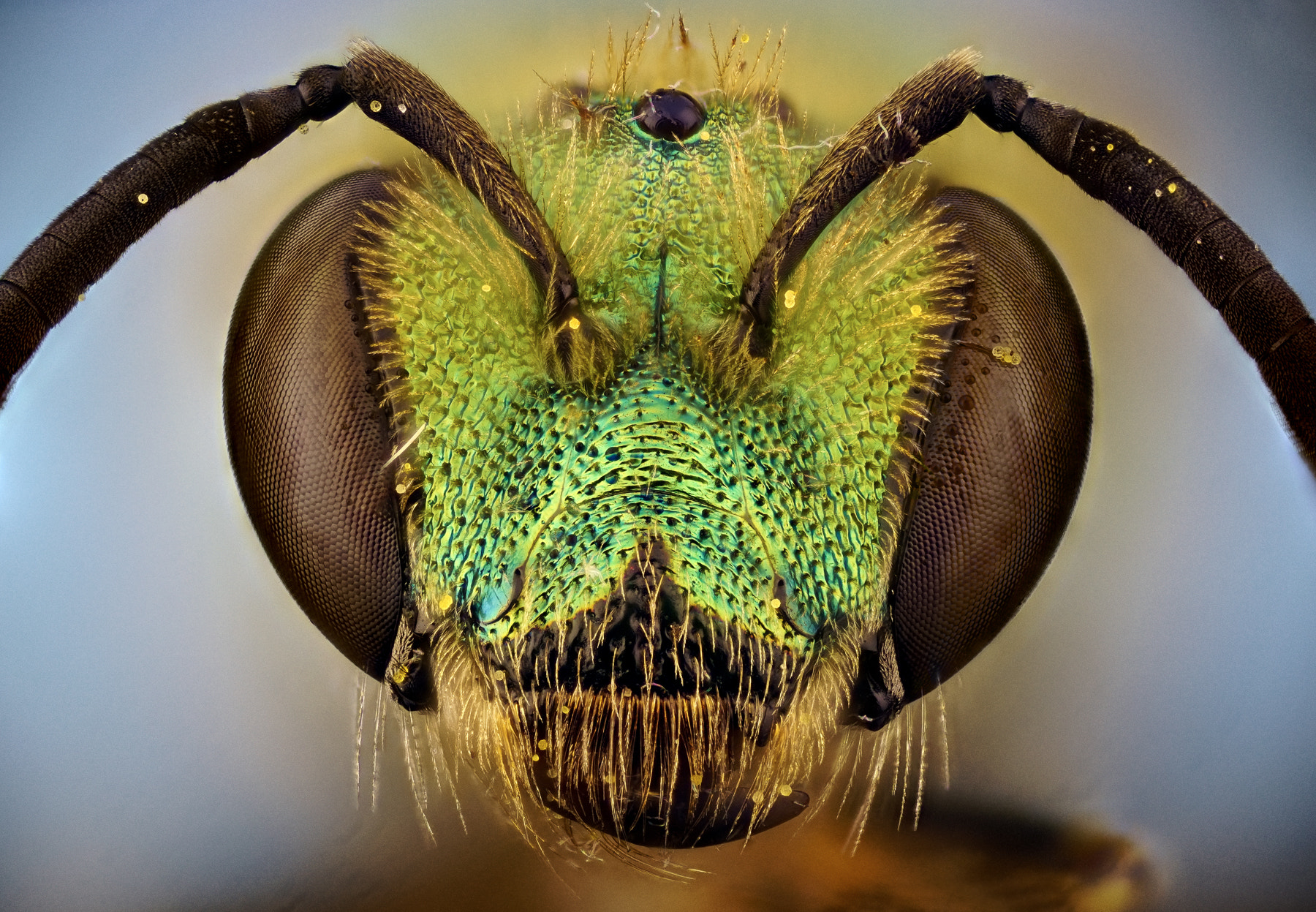 90mm F2.8 sample photo. Metallic green sweat bee photography