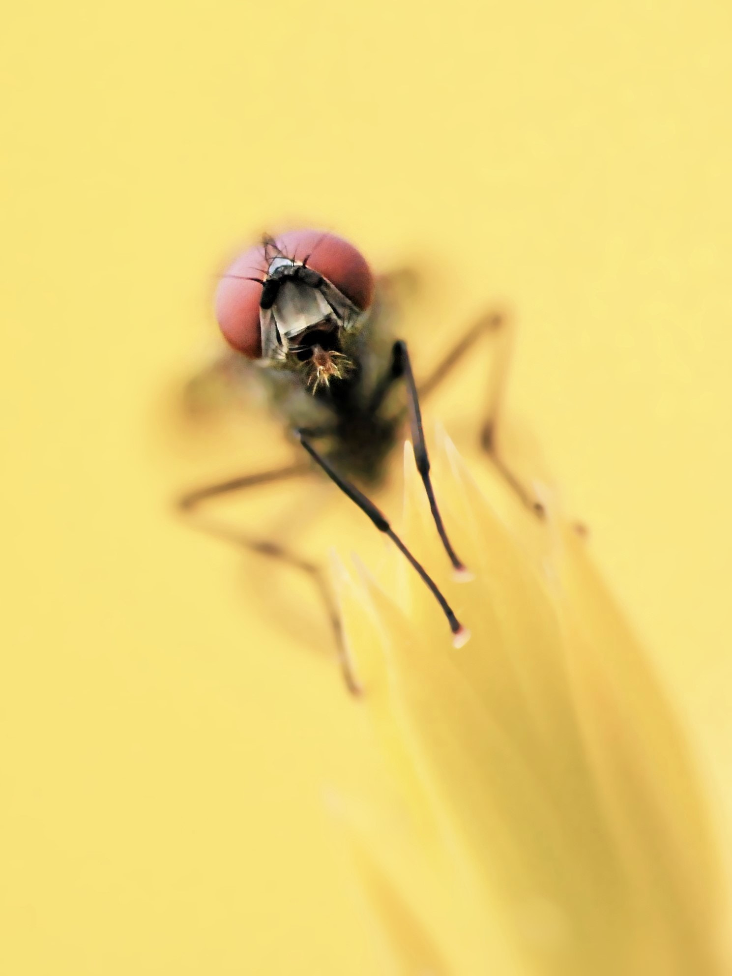 Sigma 70-300mm F4-5.6 APO Macro Super II sample photo. Diptera iv photography