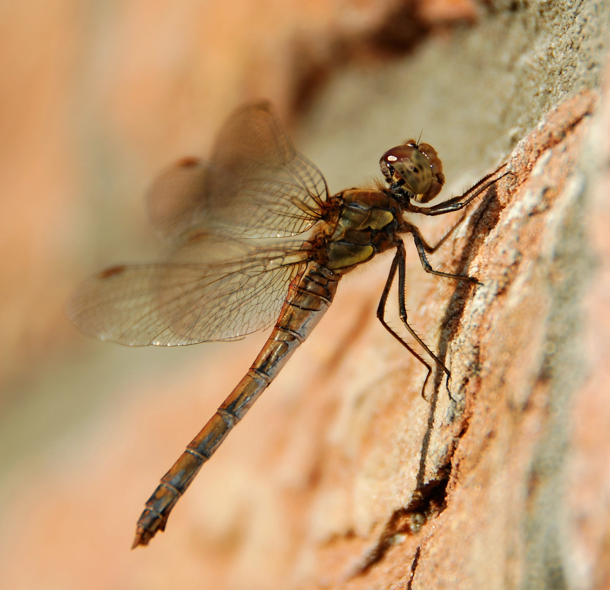 Nikon D60 sample photo. Vagrant darter, late afternoon surprise photography