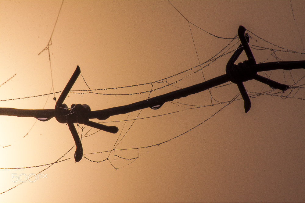 Canon EF-S 55-250mm F4-5.6 IS sample photo. Fog photography