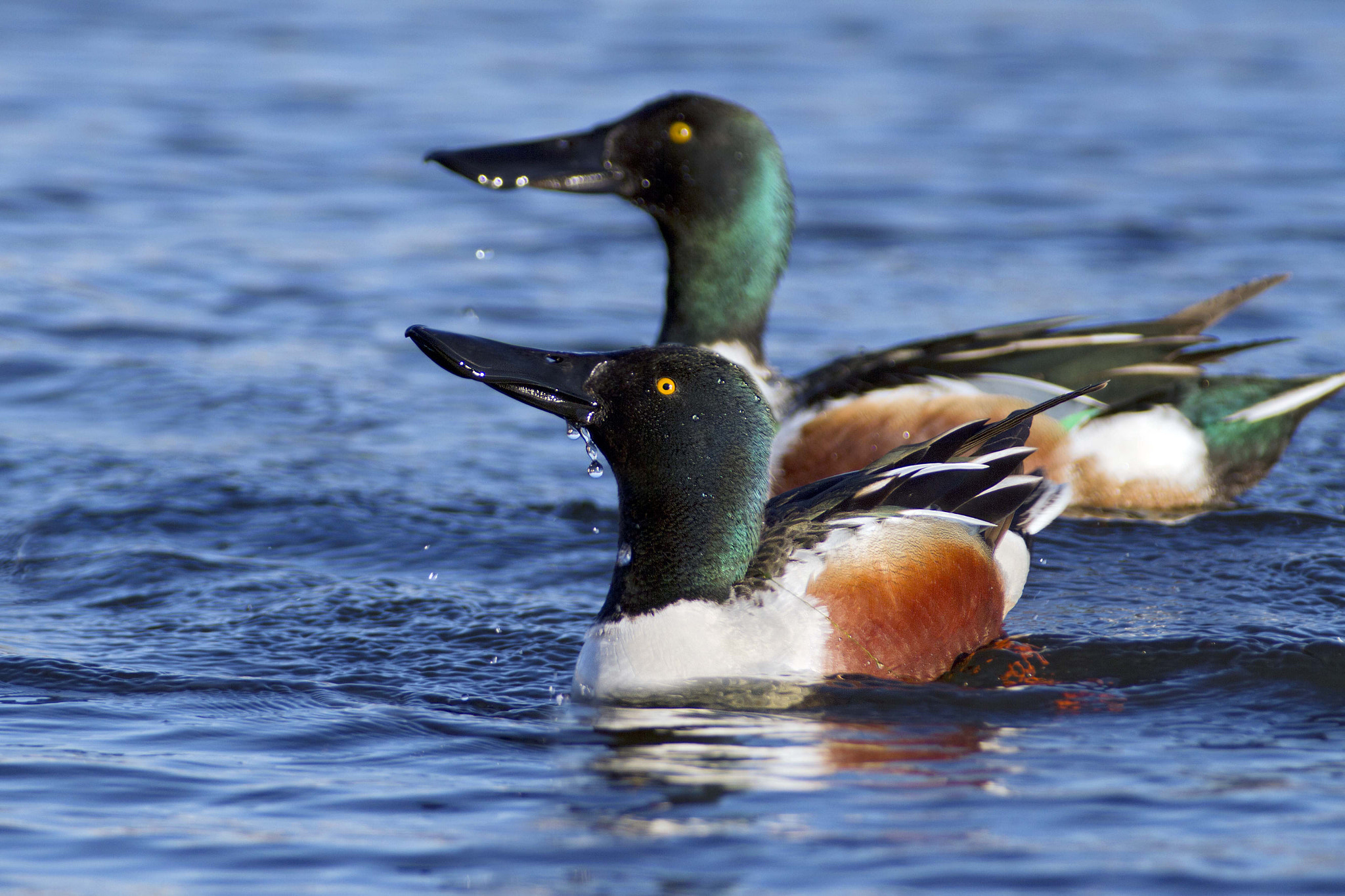 Canon EF 300mm f/2.8L + 2x sample photo. Share cropper photography