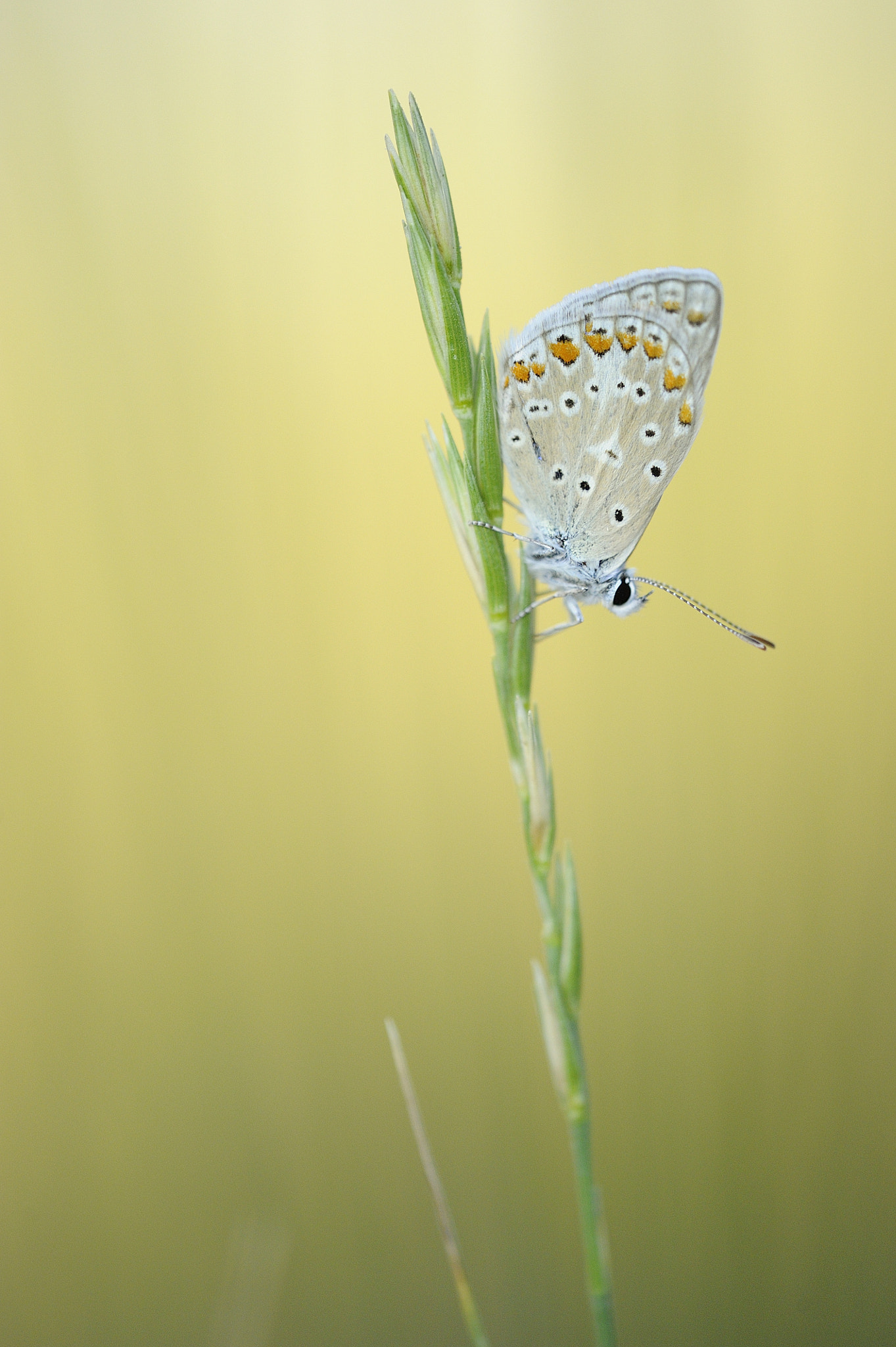 Sigma APO Macro 180mm F3.5 EX DG HSM sample photo. Aricia cramera photography