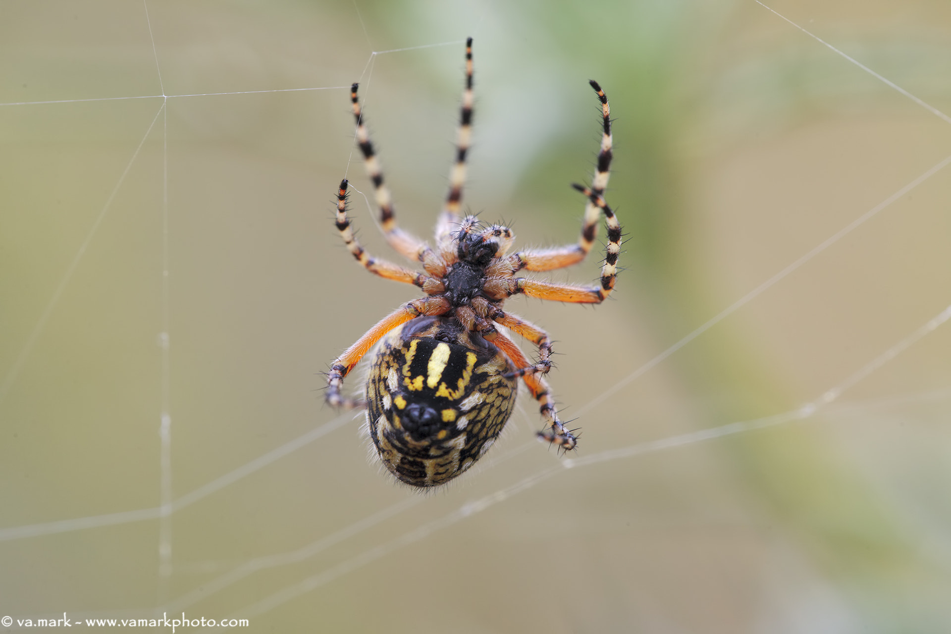 Canon EF 180mm F3.5L Macro USM sample photo. Spider photography