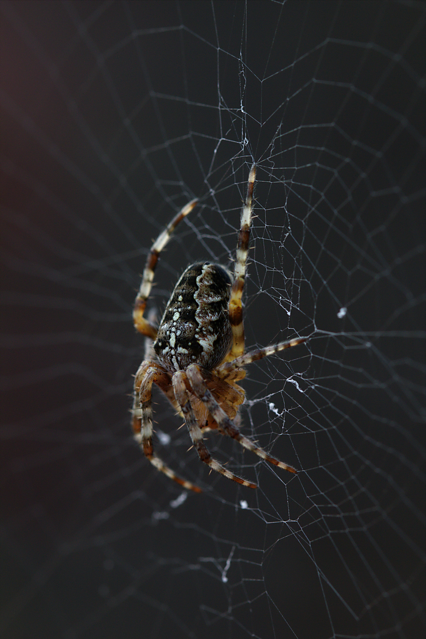 Canon EOS 550D (EOS Rebel T2i / EOS Kiss X4) + Canon EF 100mm F2.8L Macro IS USM sample photo. Spider photography