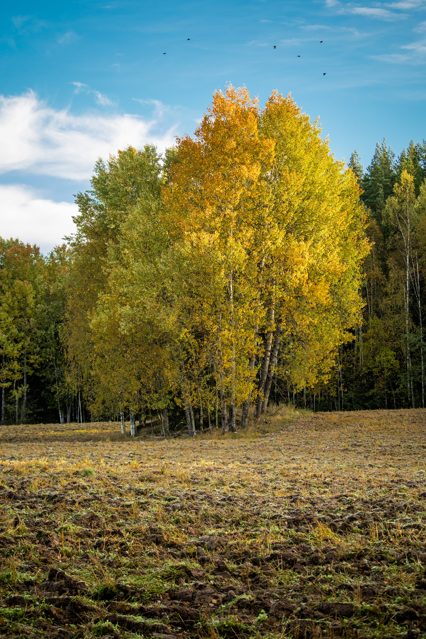 Canon EOS M3 sample photo. Autumn morning photography