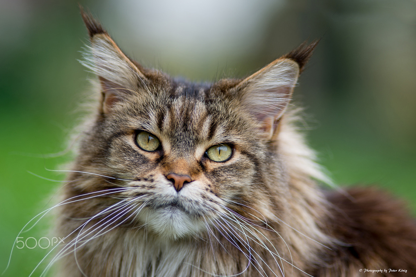 Nikon AF Nikkor 180mm F2.8D ED-IF sample photo. Maine coon black tabby cat photography