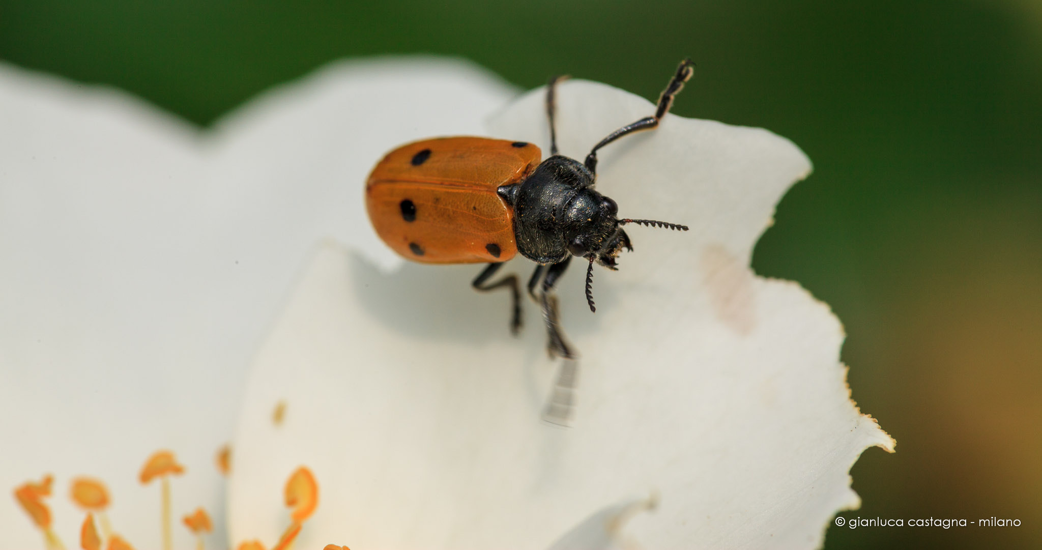 Canon EF 180mm F3.5L Macro USM sample photo. 286201306dmilano-104 photography