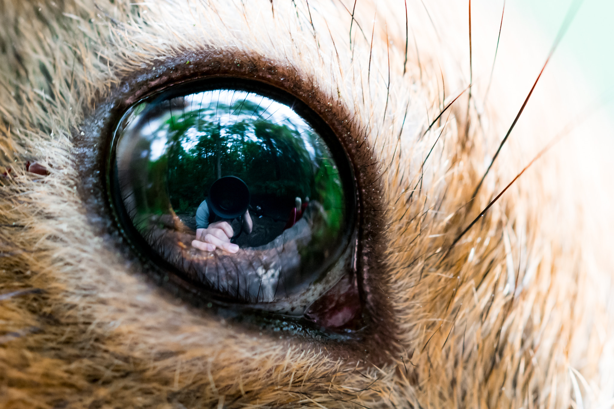 Sigma 150mm F2.8 EX DG OS Macro HSM sample photo. In the eye photography
