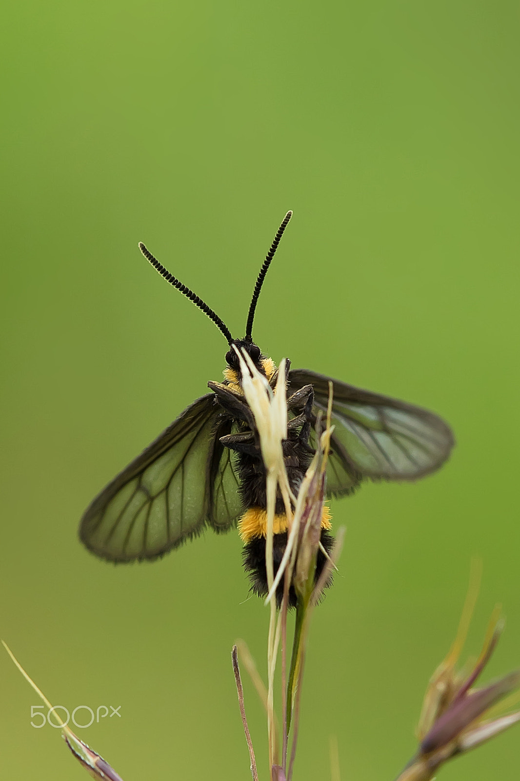 Canon EOS 7D Mark II + Canon EF 100mm F2.8L Macro IS USM sample photo. Yellow-banded wasp moth photography