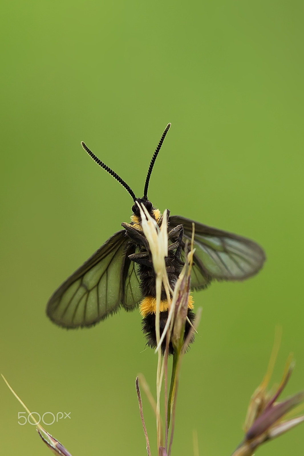 Canon EF 100mm F2.8L Macro IS USM sample photo. Yellow-banded wasp moth photography