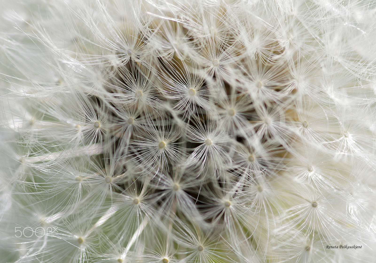 Pentax smc D-FA 100mm F2.8 Macro WR sample photo