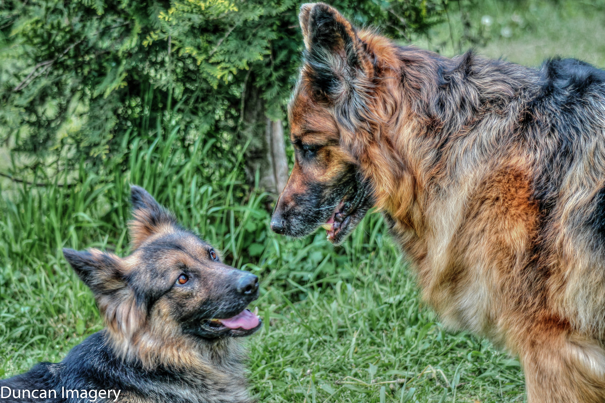 Canon EF 80-200mm F4.5-5.6 II sample photo. Bad company photography