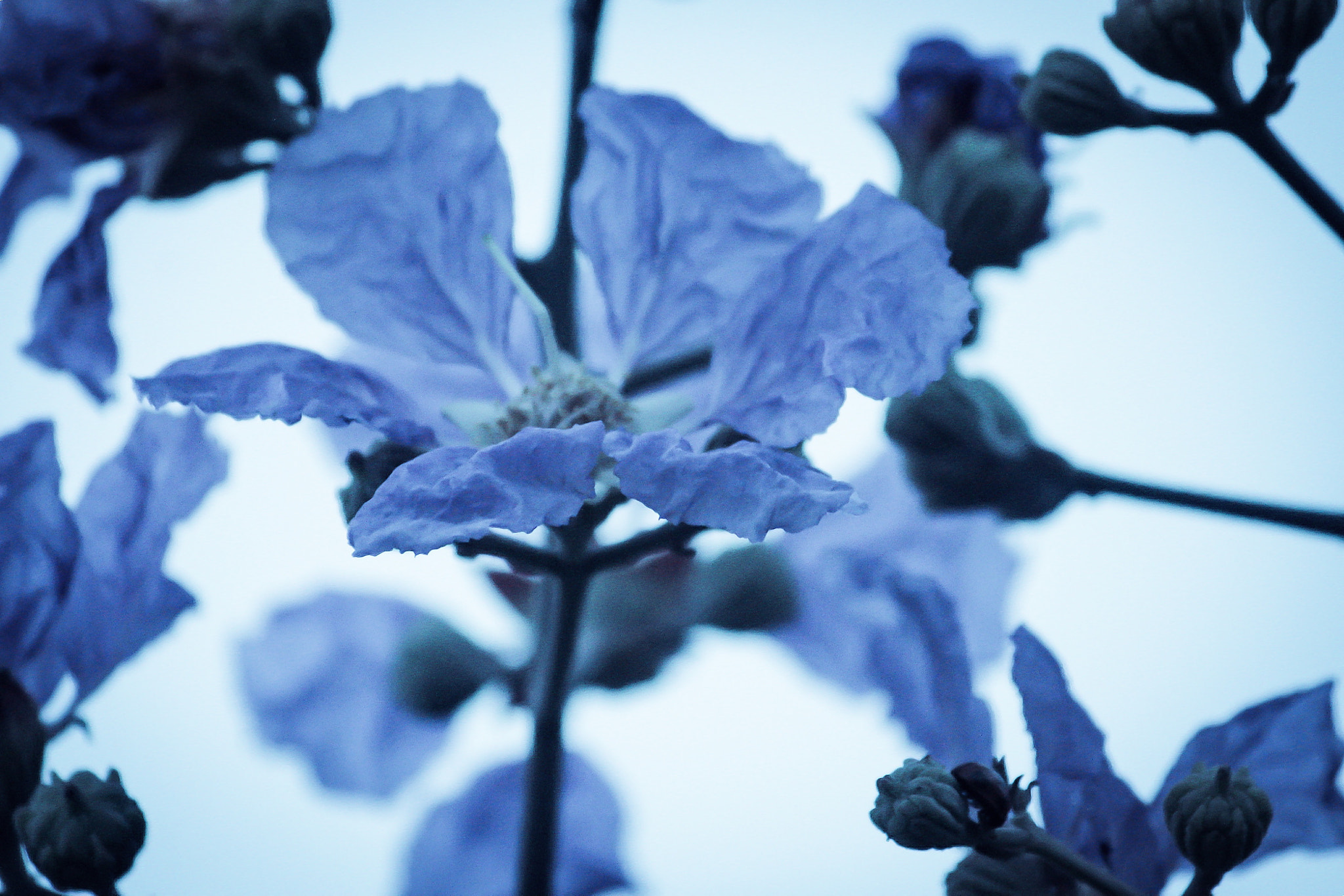 Canon EF-S 55-250mm F4-5.6 IS II sample photo. Blue is beautiful! photography