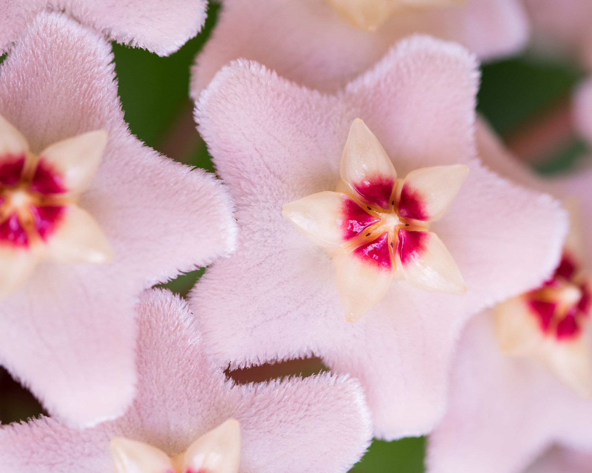 Sigma 105mm F2.8 EX DG OS HSM sample photo. Hoya carnosa photography