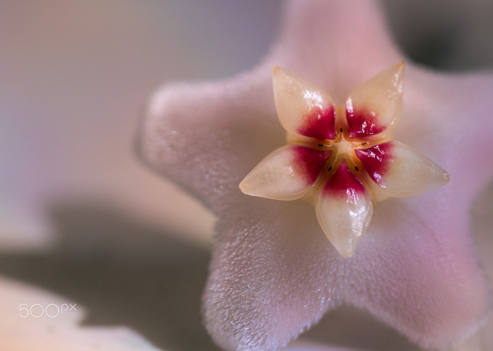 Sigma 105mm F2.8 EX DG OS HSM sample photo. Hoya photography