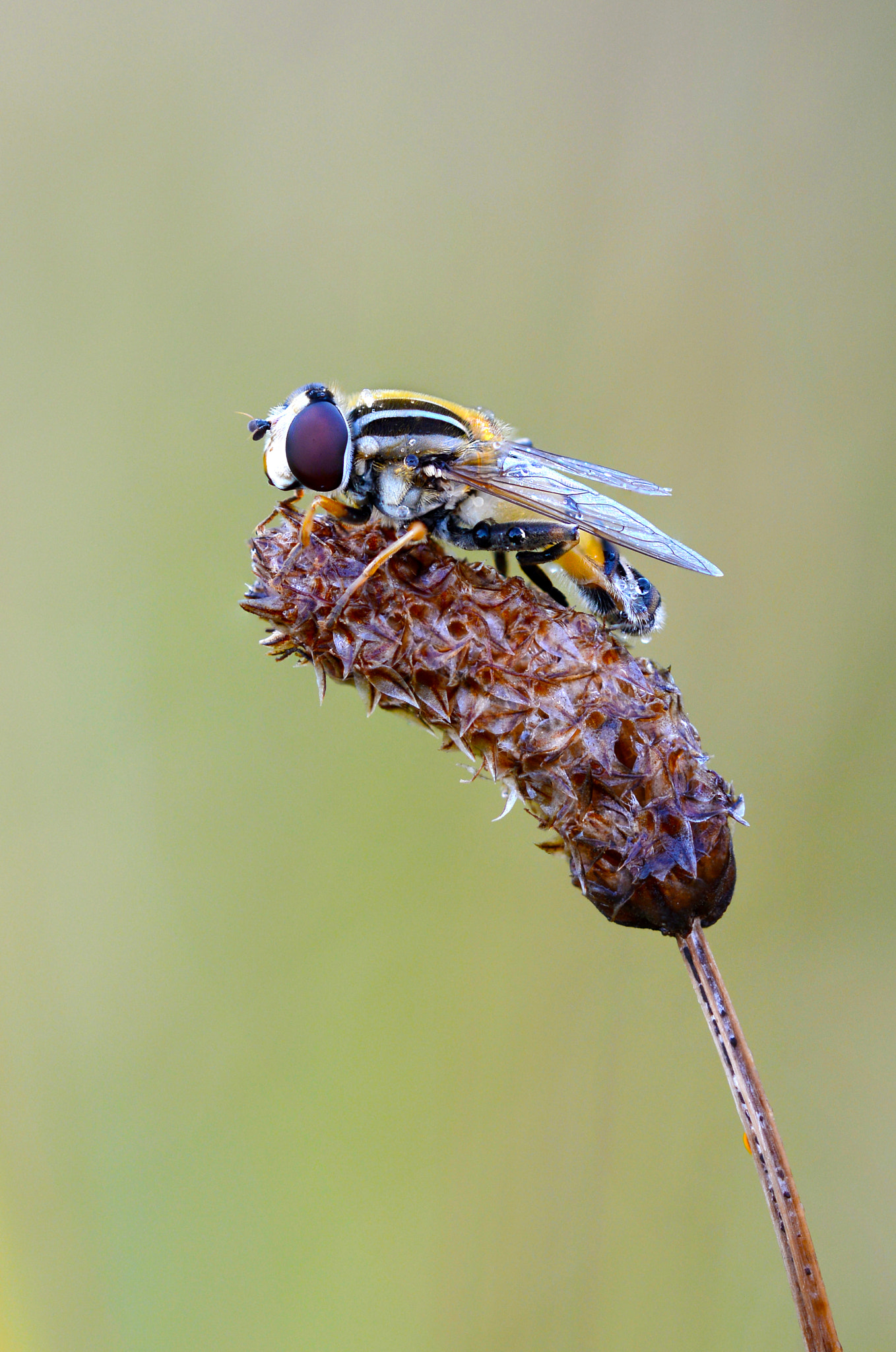 Sigma 150mm F2.8 EX DG Macro HSM sample photo. Hoverfly photography